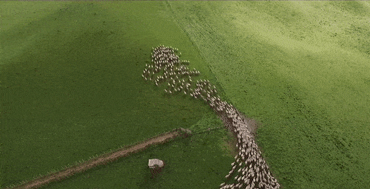 Herding sheep is an analogy for website performance bottlenecks